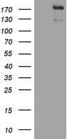 ZEB2 / SIP-1 Antibody (clone OTI15G8)