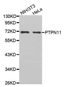 PTPN11 / SHP-2 / NS1 Antibody