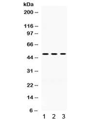 Polyclonal Rabbit anti-Human OMG / OMGP Antibody (WB)