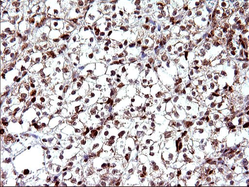 POLR3GL Antibody (clone OTI5E8, Carrier-free)