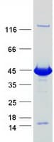 Human DHPS Protein (Recombinant Myc-DDK (Flag))