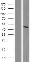 GDI2 Protein (Over-Expression Lysate Myc-DDK (Flag))