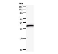KAT5 / TIP60 Antibody (clone 3557C4a)