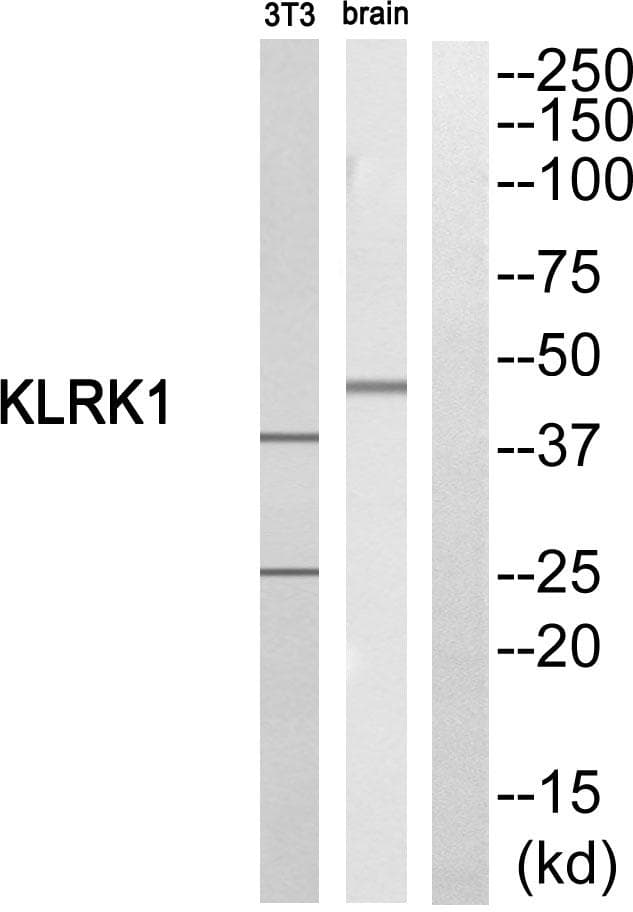 KLRK1 / CD314 / NKG2D Antibody