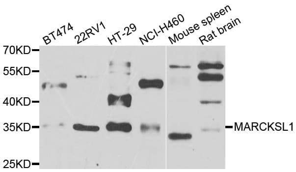 MARCKSL1 Antibody