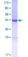 Human LSM12 Protein (Recombinant GST)