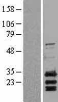 BBC3 / PUMA Protein (Over-Expression Lysate Myc-DDK (Flag))