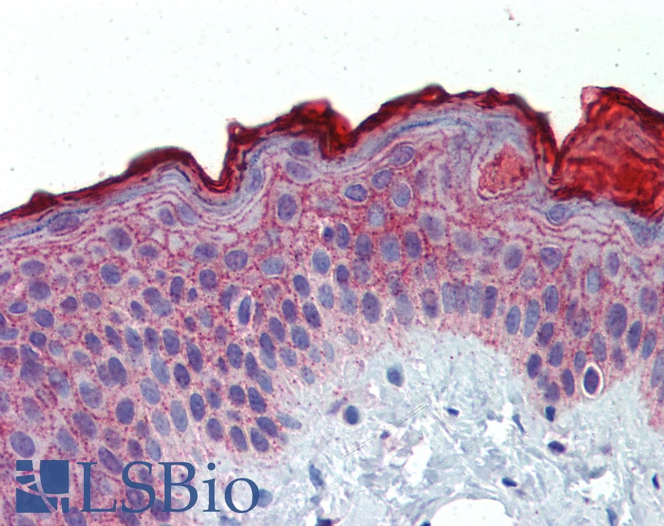 IHC-plus™ AKIRIN2 Antibody