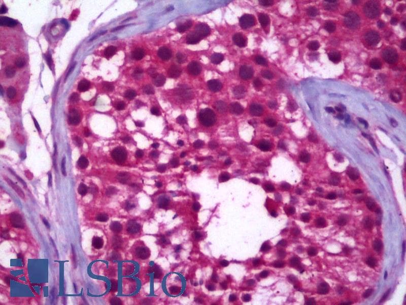 IHC-plus™ CD81 Antibody