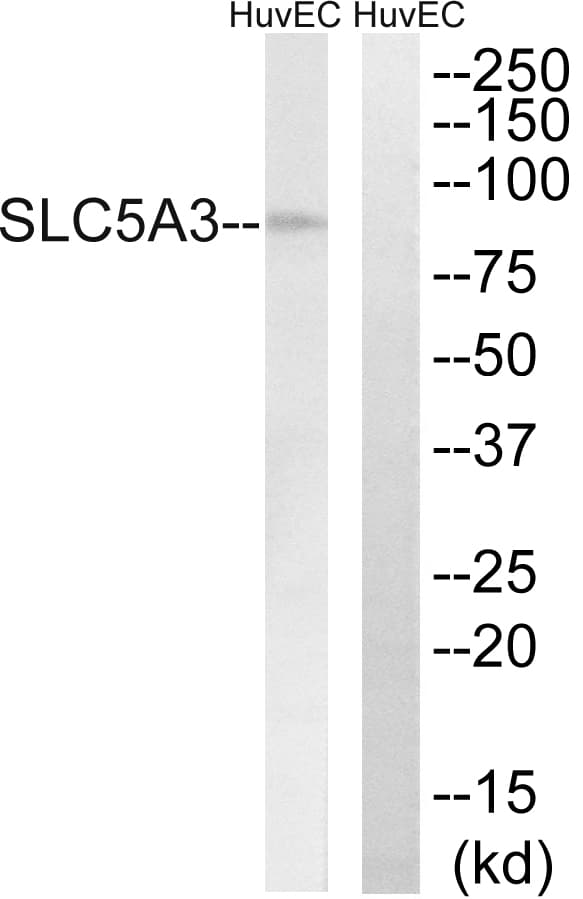 IHC-plus™ SLC5A3 Antibody (aa221-270)