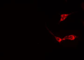 PEX3 Antibody