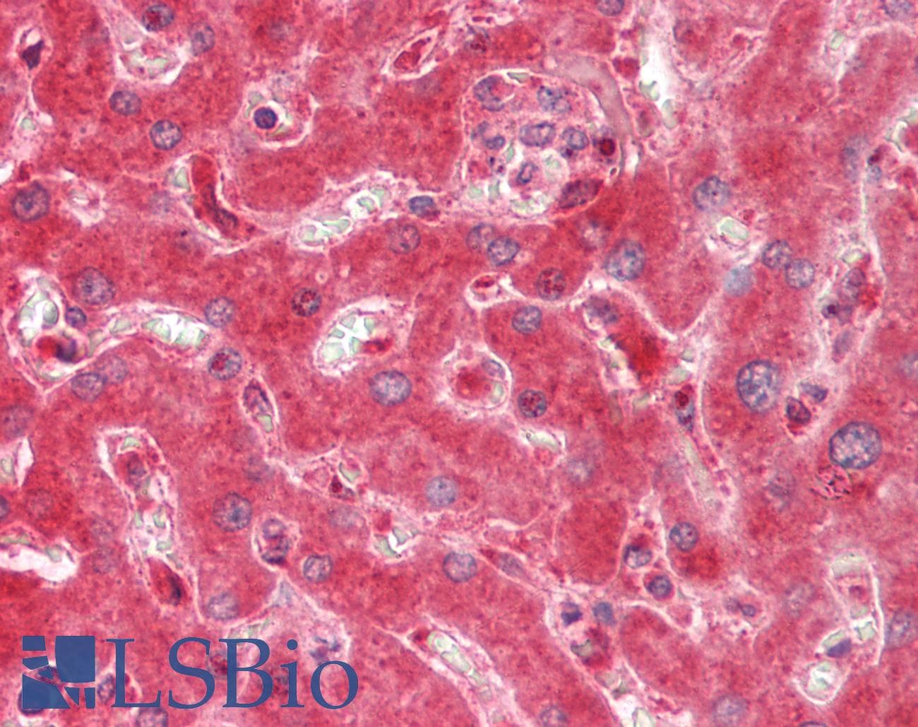 Polyclonal Rabbit anti-Human RPS9 / Ribosomal Protein S9 Antibody (aa41-90, IHC, WB)