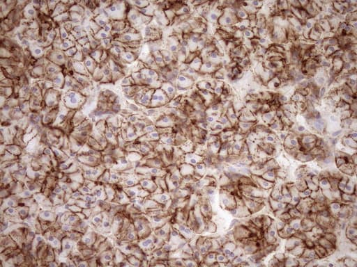 EPLIN Antibody (aa1-275, clone OTI7H8)