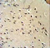 LMNB1 / Lamin B1 Antibody (aa459-488)