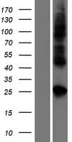 CLDN19 / Claudin 19 Protein (Over-Expression Lysate Myc-DDK (Flag))
