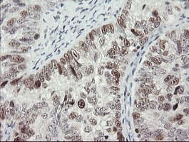 RFC2 / RFC40 Antibody (aa1-234, clone OTI3A7, Carrier-free)