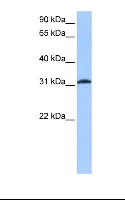 ATF1 Antibody (aa179-228)