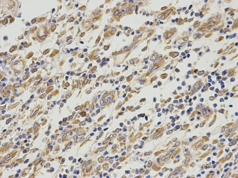 PA2G4 / EBP1 Antibody