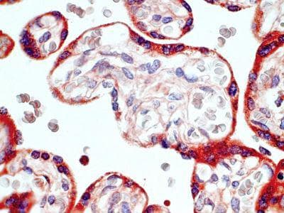 Monoclonal Mouse anti-Human GPR50 Antibody (clone 1A3, IHC)