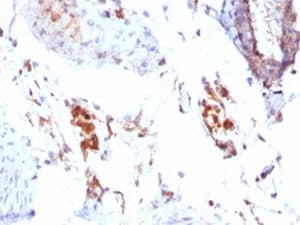 FTL / Ferritin Light Chain Antibody (clone FTLC1-1)
