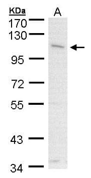 GOB5 / CLCA1 Antibody (aa542-633)