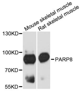 PARP8 Antibody