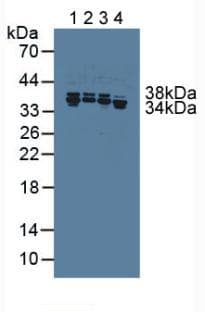 HNRPA1 / HnRNP A1 Antibody (aa2-372)