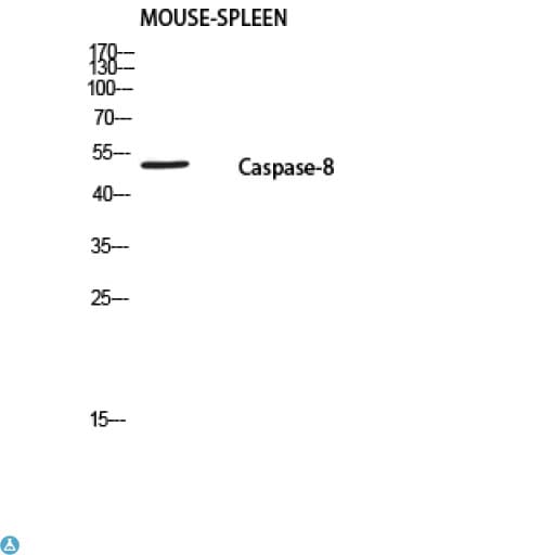 CASP8 / Caspase 8 Antibody