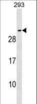 SNAP25 Antibody (aa36-63)