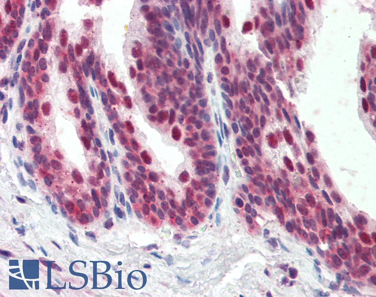 IHC-plus™ Polyclonal Goat anti-Human PDCD4 Antibody (aa210-221, IHC, WB)