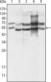 GABPA / NRF2 Antibody (clone 8C1B10)