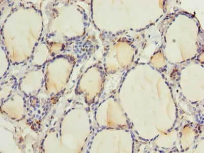 RNF24 Antibody (aa45-148)