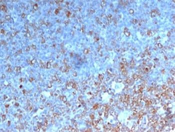CDK1 / CDC2 Antibody (clone POH-1, Azide-free, BSA-free)
