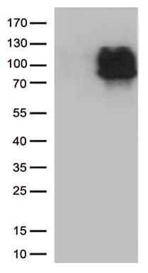 CRF2-12 / IL28RA Antibody (aa21-228, clone OTI3D5)