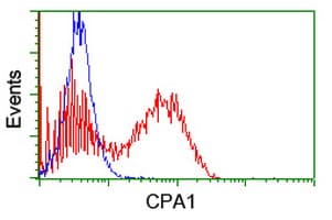 Monoclonal Mouse anti-Human CPA1 / Carboxypeptidase A Antibody (clone OTI4E12, Carrier-free, WB)