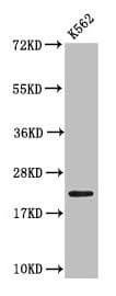 HIST1H1C Antibody