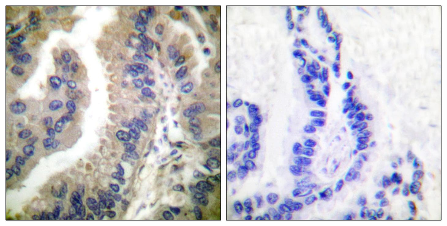 HSP90AA1 / Hsp90 Alpha A1 Antibody