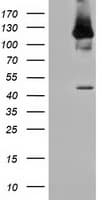 MICAL1 / MICAL Antibody (clone OTI4D1)