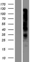 OR7D2 Protein (Over-Expression Lysate Myc-DDK (Flag))