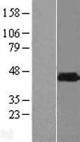 PHYHIPL Protein (Over-Expression Lysate Myc-DDK (Flag))