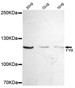 ADAP / FYB Antibody