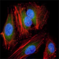 Monoclonal Mouse anti-Human MAP2K2 / MKK2 / MEK2 Antibody (clone 7F5, IF, WB)