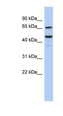 SF1 Antibody (aa215-264)
