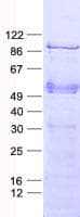 Human ELF1 Protein (Recombinant His, N-Terminal)
