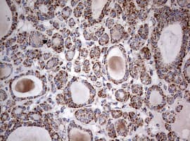 NDUFS2 Antibody (aa205-463, clone OTI1D5, Carrier-free)