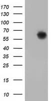 GBP5 Antibody (clone OTI8B12, Carrier-free)