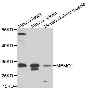 MEMO1 Antibody