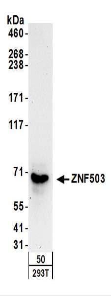 ZNF503 Antibody (aa275-325)