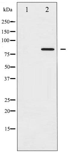 Polyclonal Rabbit anti-Human STAT5A Antibody (phospho-Ser780, IHC, WB)