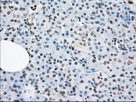 LTA4H / LTA4 Antibody (clone OTI2C5)